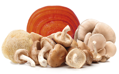 NIEUW! Biotona Bio Fung-Immun Raw